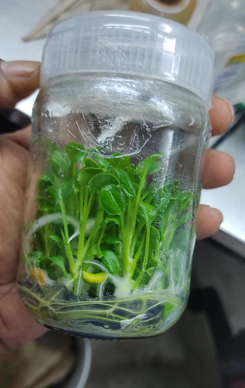 Xanadu Tissue Culture Plant